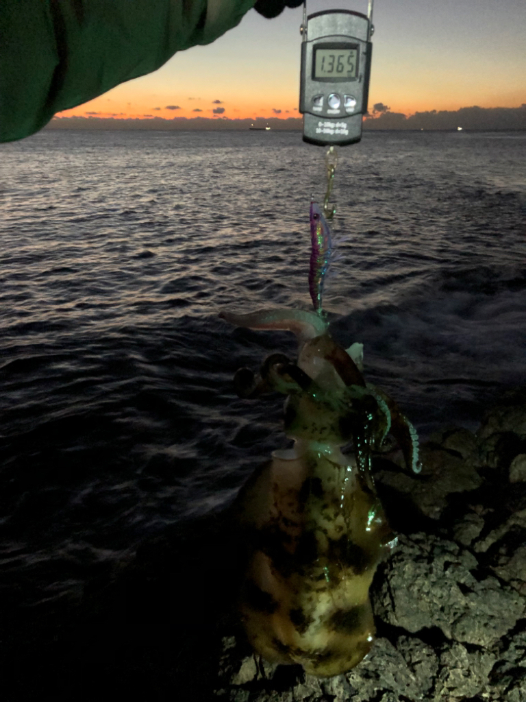 【串本】今年初イカ、初キロアップ！(1月クリア)