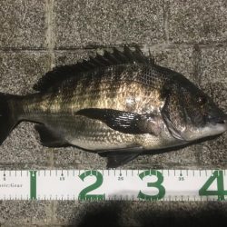 ヘチ釣りのちルアー