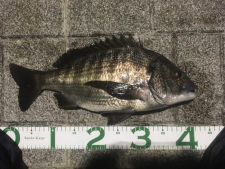 ヘチ釣りのちルアー