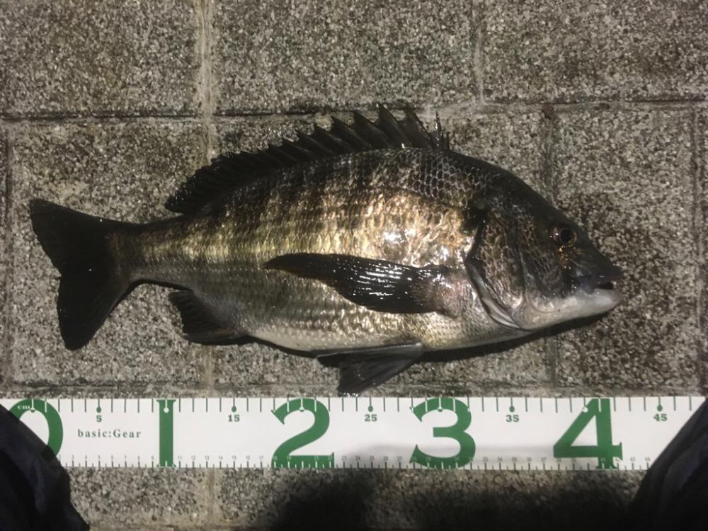 ヘチ釣りのちルアー