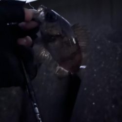 今年初釣り　メバリング