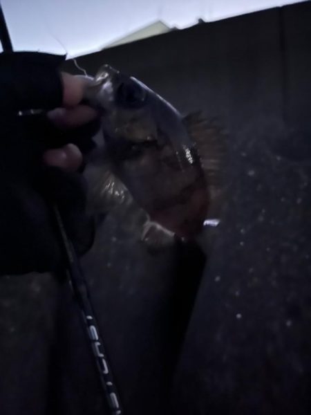 今年初釣り　メバリング