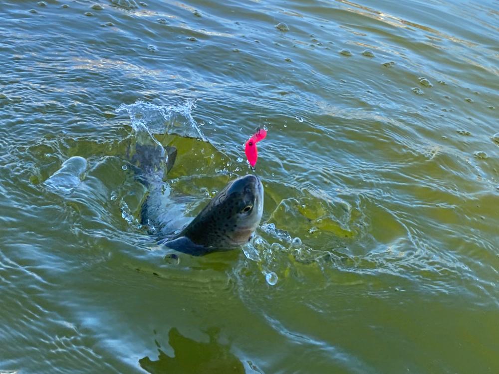 エリアトラウト　かめプー