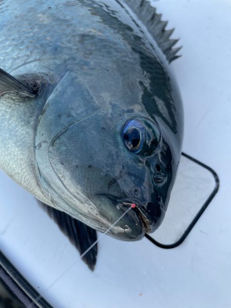 横島3番クロ釣り❗️