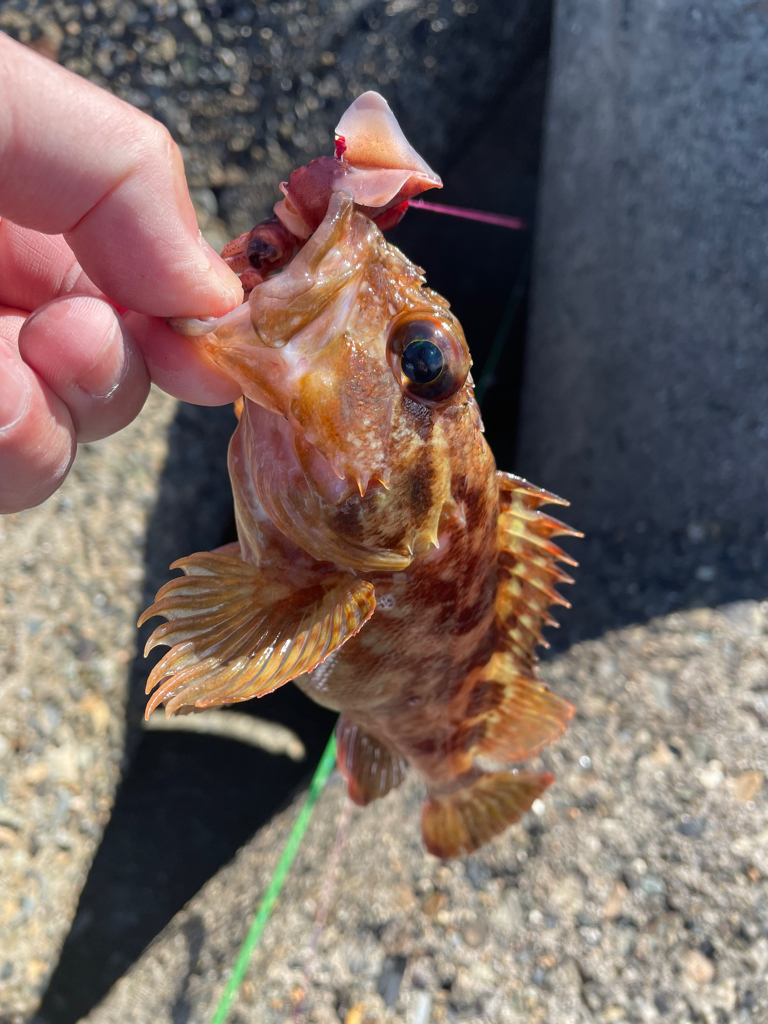 帰ってきた穴釣りNo.3