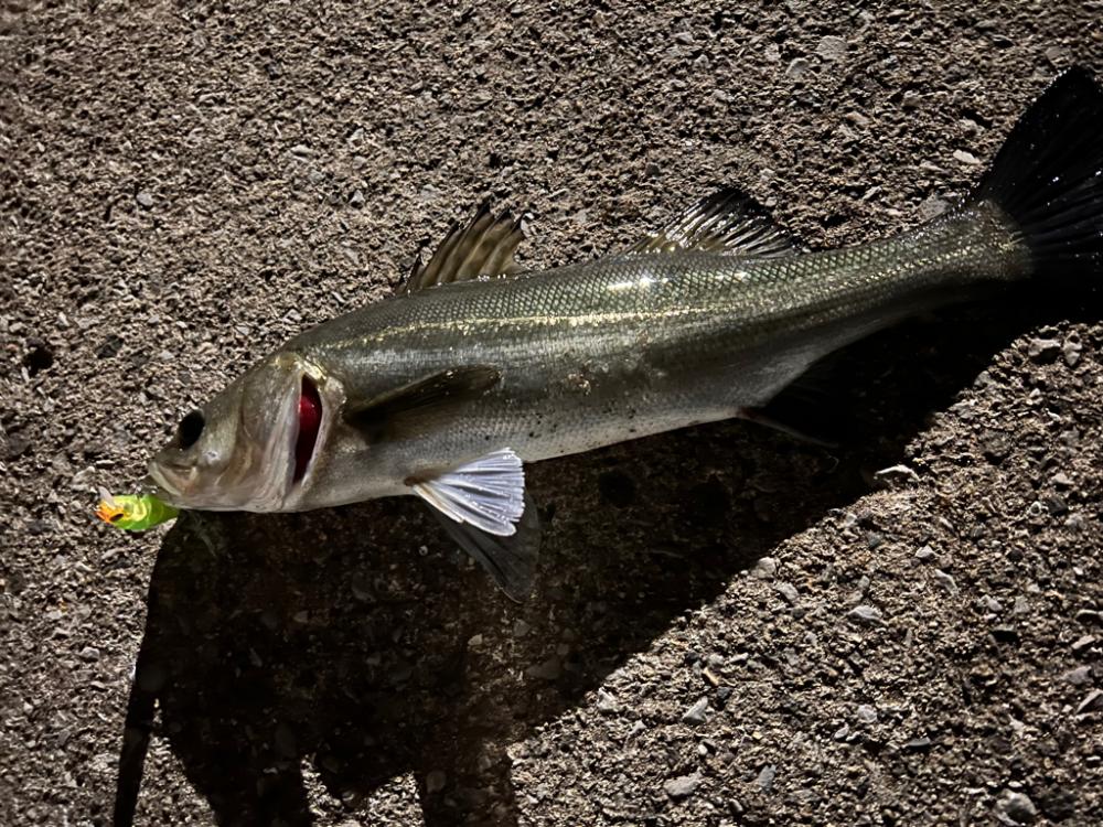 サイズは小さめ