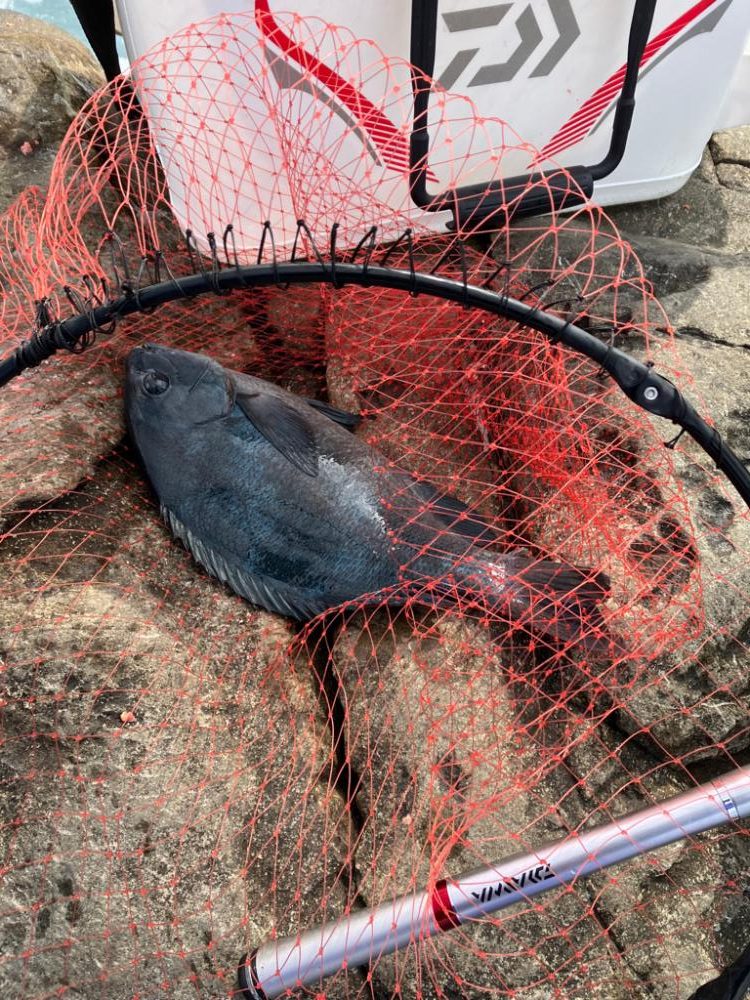 磯でグレ&イスズミ