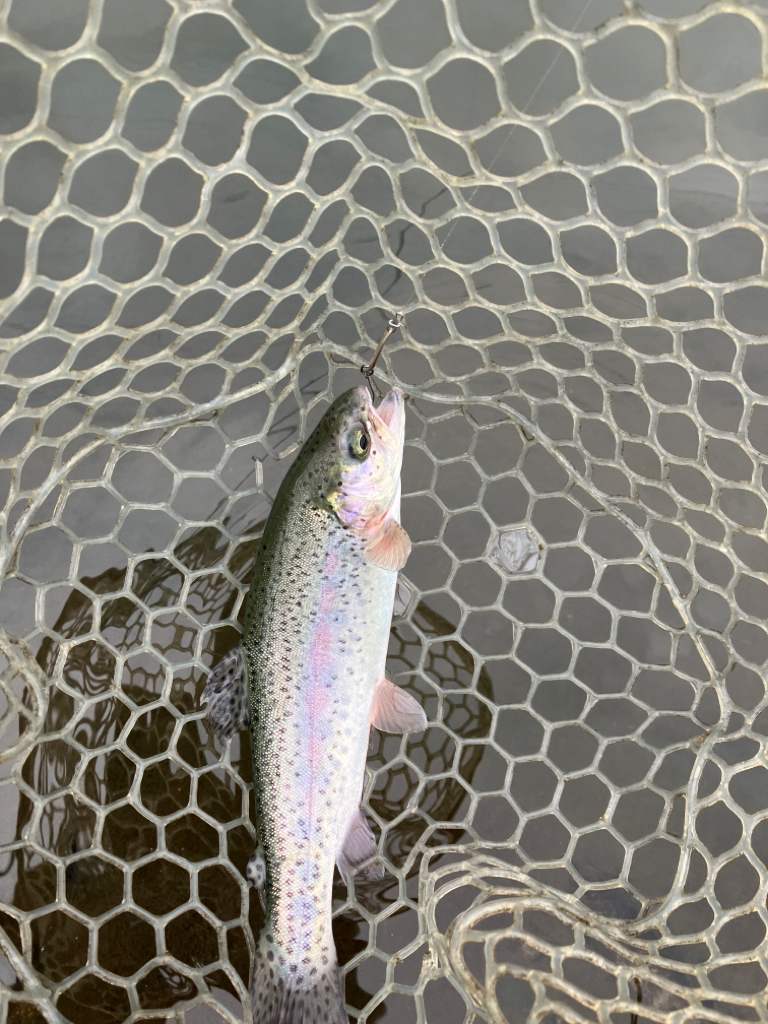 エリアトラウト