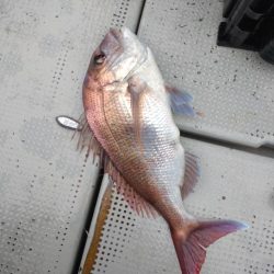 今年初のオフショアでウマヅラハギ