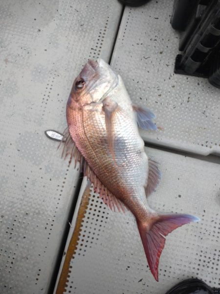 今年初のオフショアでウマヅラハギ