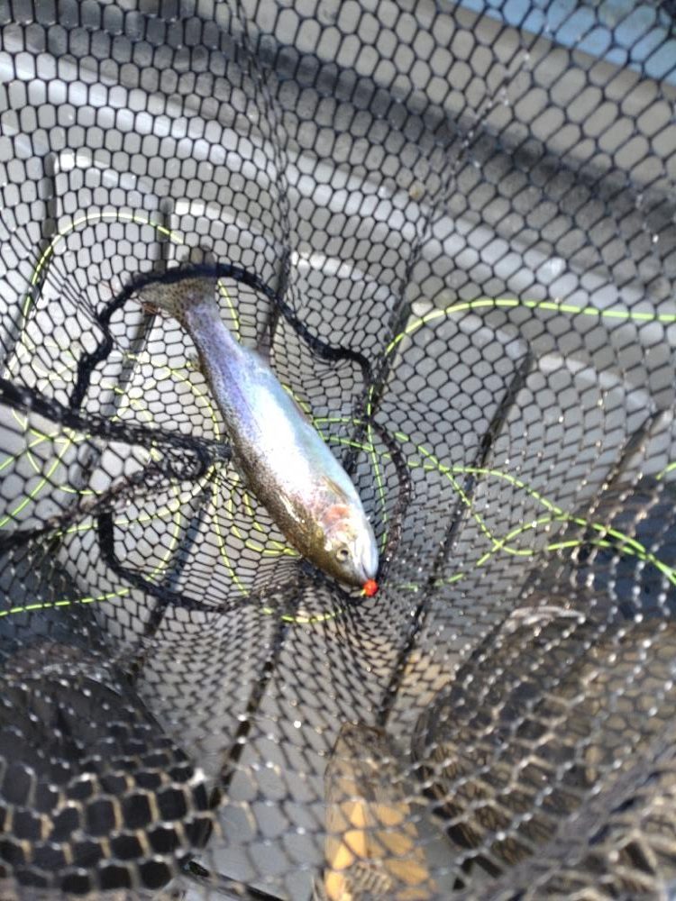 釣り始め@エリアトラウト