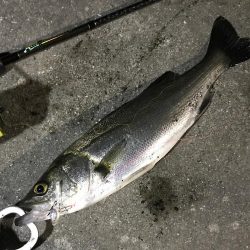 アジを求めて初釣り