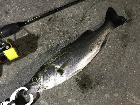 アジを求めて初釣り