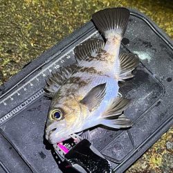 満月大潮の激渋メバリング｜スプリットで攻略！