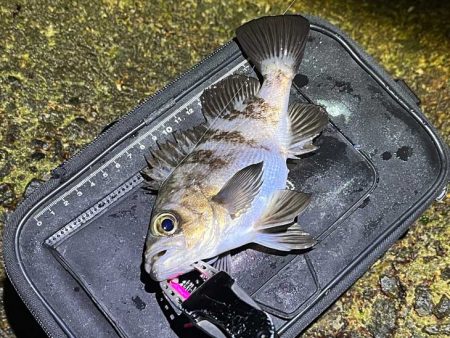 満月大潮の激渋メバリング｜スプリットで攻略…