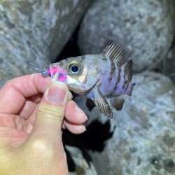 ２０２３年初釣り｜まずまずの高活性なメバリング♪