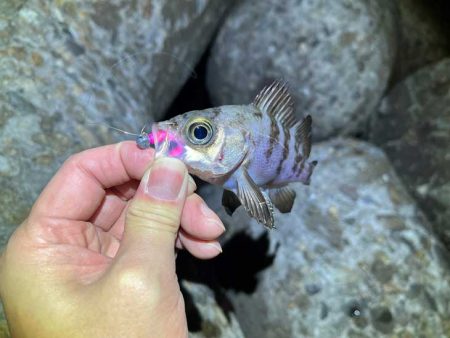 ２０２３年初釣り｜まずまずの高活性なメバリング♪