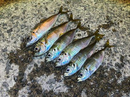 日本海アジング｜臭いワームは不発でアジリン…