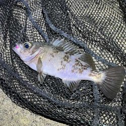 外海大荒れのアジング|全然釣れません