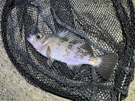 外海大荒れのアジング|全然釣れません