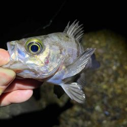 本荘人口島で激渋メバリング｜釣れてもミニサイズ！