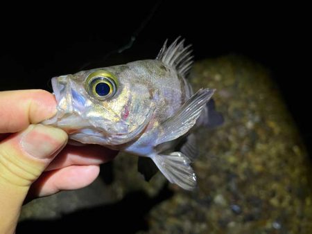 本荘人口島で激渋メバリング｜釣れてもミニサイズ！