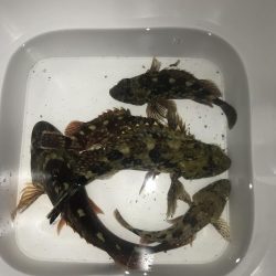 直リグでガシラ5匹GET