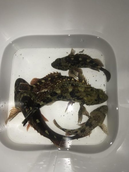 直リグでガシラ5匹GET