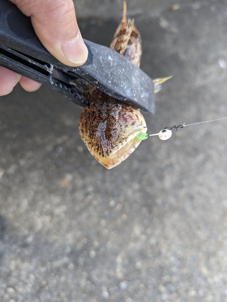 陸っぱり釣行記