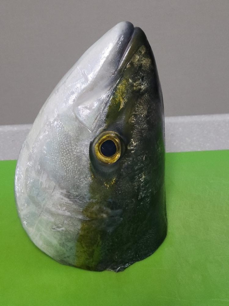 泳がせ、ハマチ・エイ