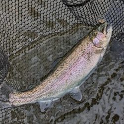 足柄キャスティングエリアで釣り納め