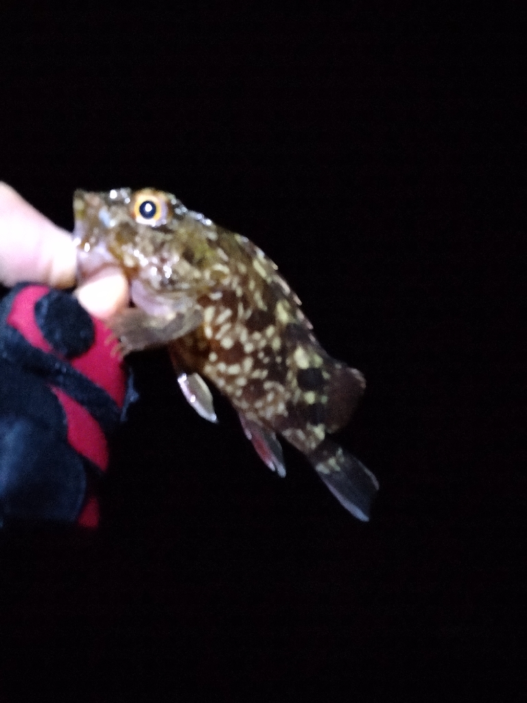 初釣りの次の日