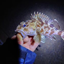 サゴシが釣れません