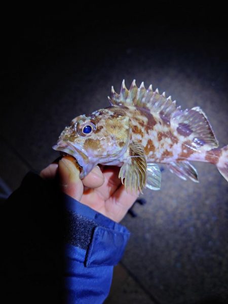 サゴシが釣れません