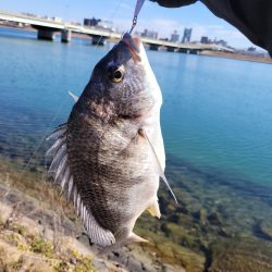 コノシロパターン