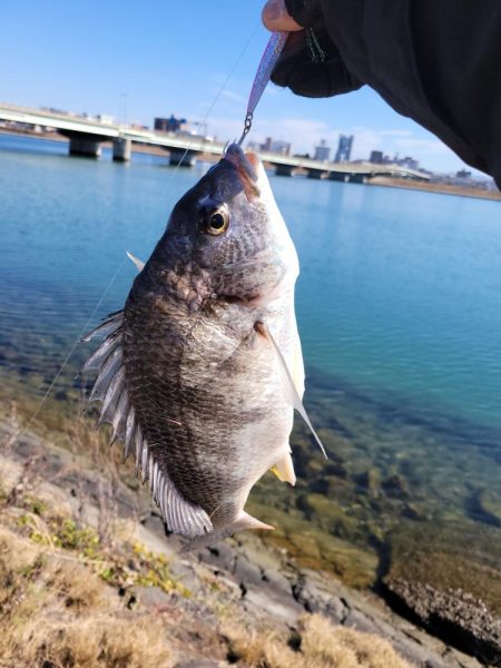 コノシロパターン