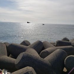 １ヶ月ぶりの鰤ならず