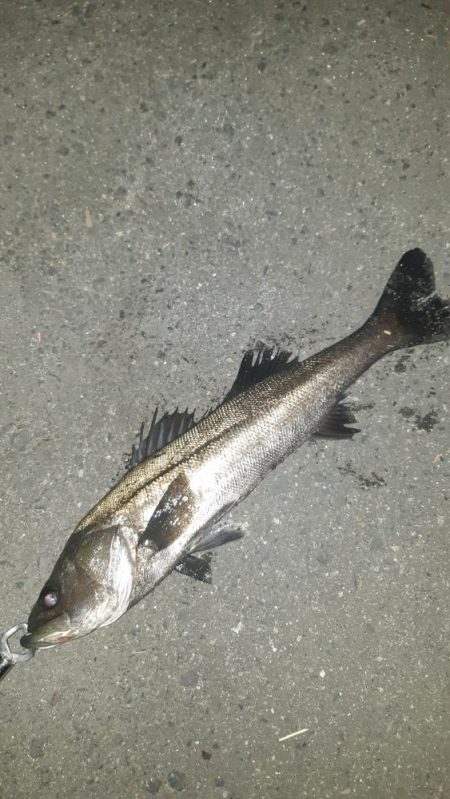 今年初シーバス。