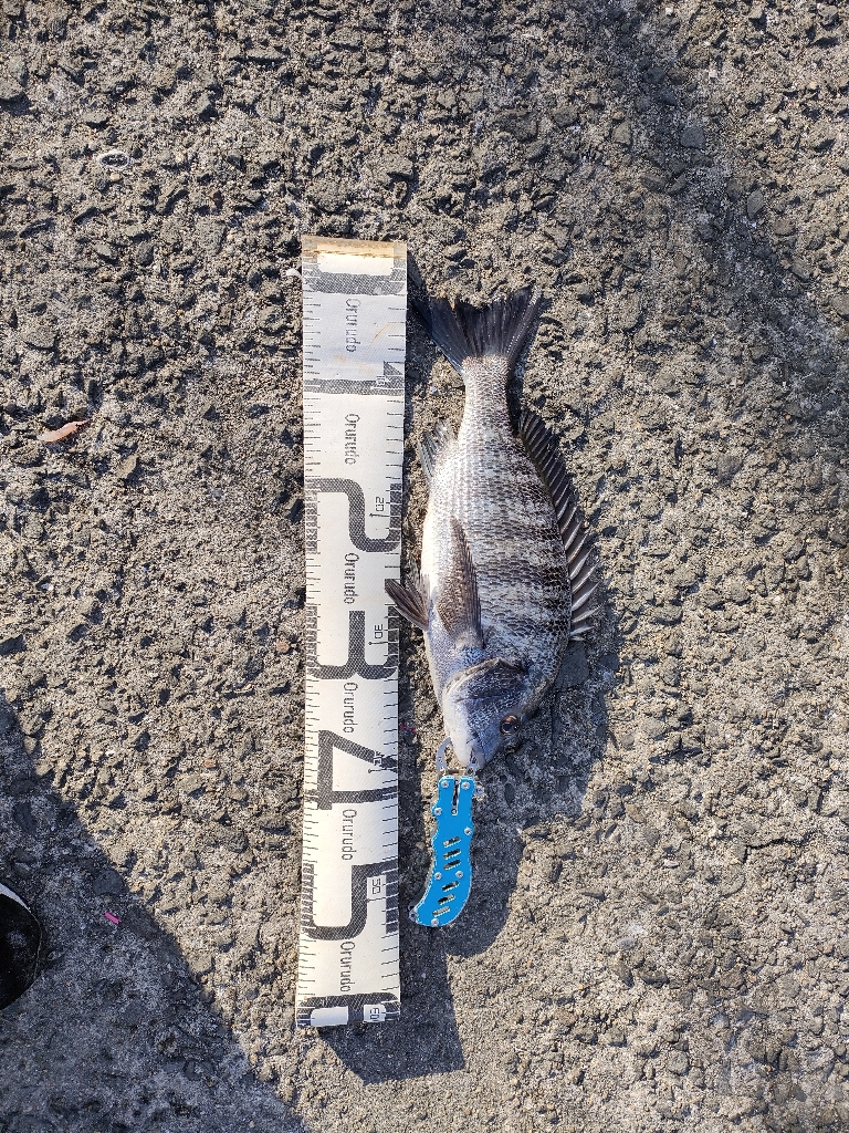 12/31大晦日釣果