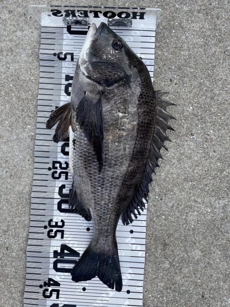 イチノ兄弟（兄）釣果！