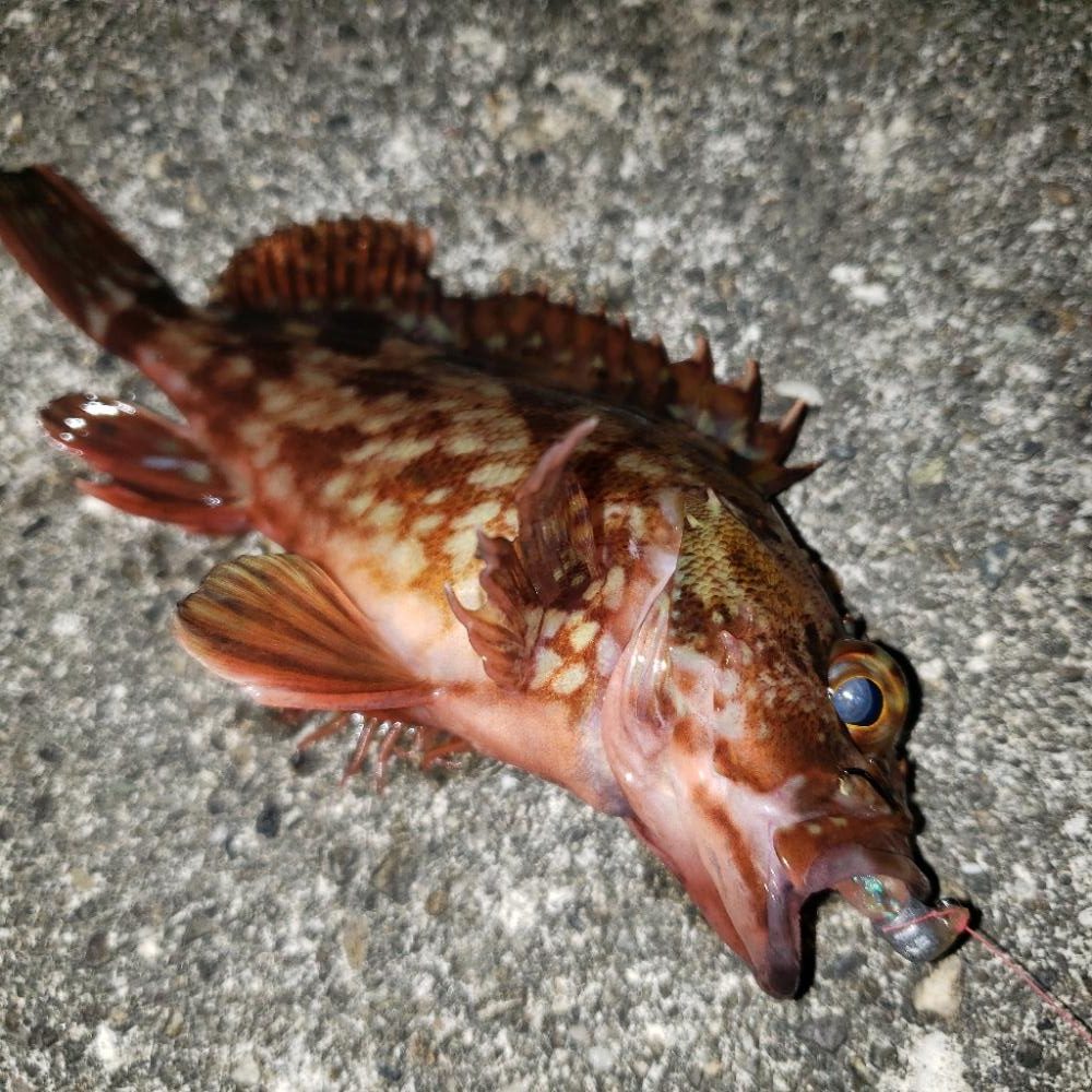 坊主回避は穴釣り！