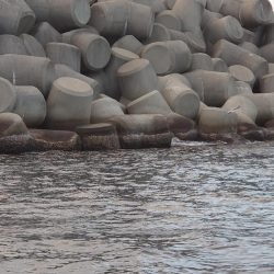 クロ釣り(畝刈)