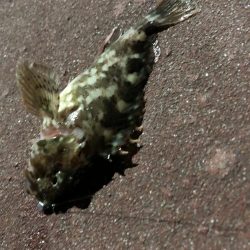 初釣り！初FISH！