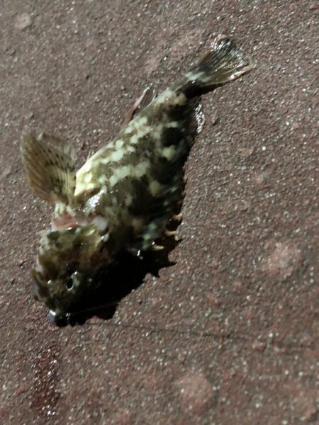 初釣り！初FISH！