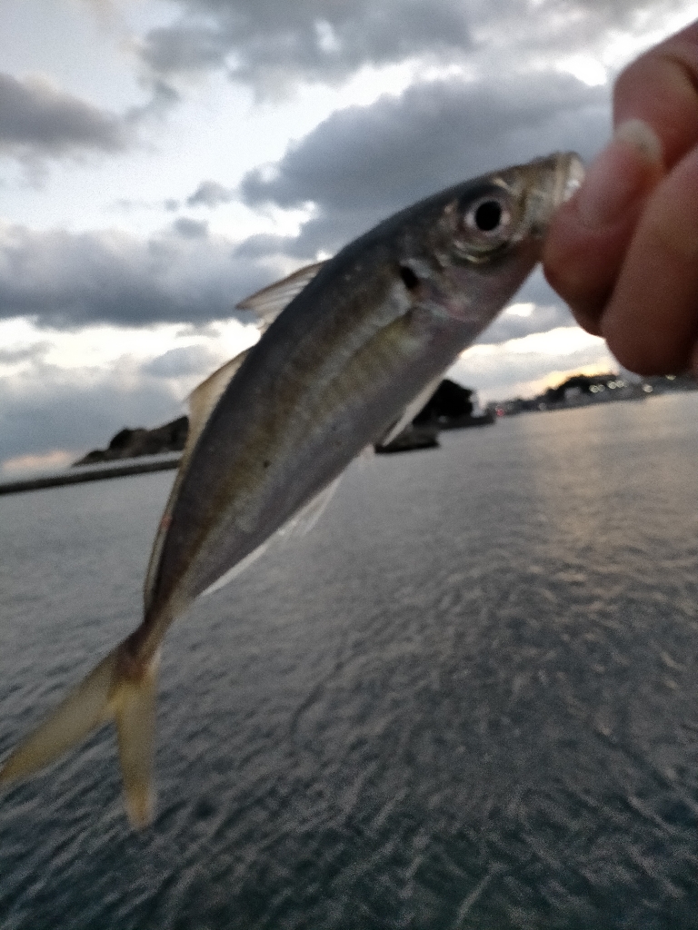 無限に釣れました。