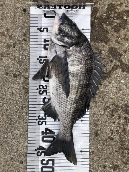 イチノ兄弟（兄）釣果！