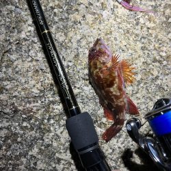 おNEWロッドでガシリング