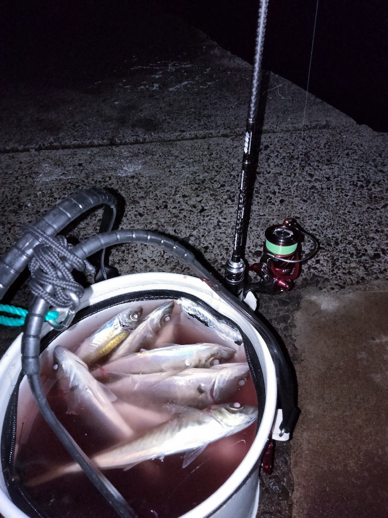 初場所アジング