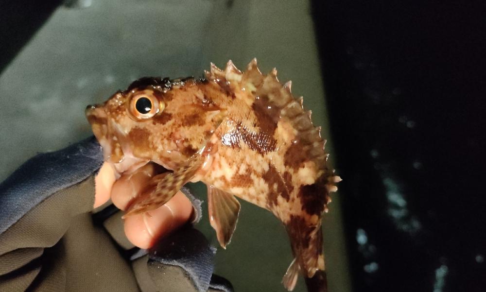 今年の釣り初めは激シブ