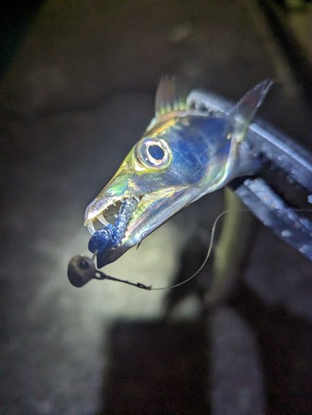 陸っぱり釣行記